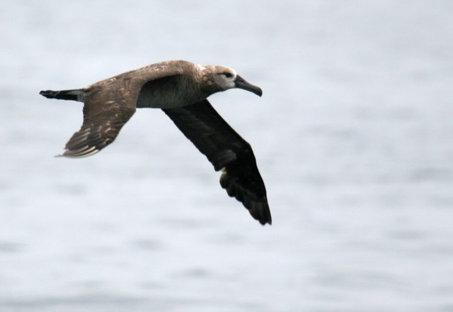 Black-footed Albatross